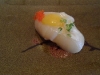 Hokkaido scallop with uzura