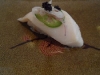 Escolor with jalapeno and tobiko