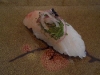 Kurodai with shiso and myoga