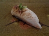 Seared albacore with ginger and garlic